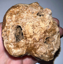 Load image into Gallery viewer, Super Rare Deinothere Large Fossil Molar Prodeinotherium 2.73 Inches