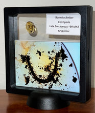 Load image into Gallery viewer, GEM Dinosaur age Burmite Fossil AMBER with rare HUGE PRISTINE CENTIPEDE! TESTED FOR AUTHENTICITY!!
