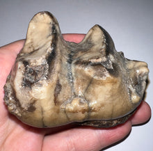 Load image into Gallery viewer, Super Rare Deinothere Large Fossil Molar Prodeinotherium 2.91 Inches
