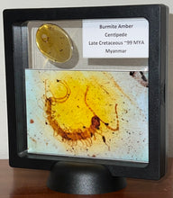 Load image into Gallery viewer, GEM Dinosaur age Burmite Fossil AMBER with rare HUGE PRISTINE CENTIPEDE! TESTED FOR AUTHENTICITY!!