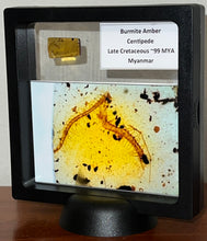 Load image into Gallery viewer, GEM Dinosaur age Burmite Fossil AMBER with rare HUGE CENTIPEDE! TESTED FOR AUTHENTICITY!!