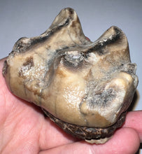 Load image into Gallery viewer, Super Rare Deinothere Large Fossil Molar Prodeinotherium 2.91 Inches