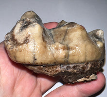 Load image into Gallery viewer, Super Rare Deinothere Large Fossil Molar Prodeinotherium 2.91 Inches