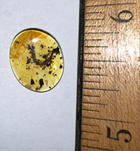 Load image into Gallery viewer, GEM Dinosaur age Burmite Fossil AMBER with rare HUGE PRISTINE CENTIPEDE! TESTED FOR AUTHENTICITY!!