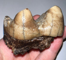 Load image into Gallery viewer, Super Rare Deinothere Large Fossil Molar Prodeinotherium 2.91 Inches