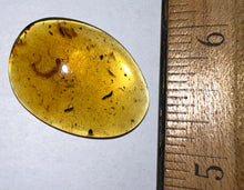 Load image into Gallery viewer, GEM Dinosaur age Burmite Fossil AMBER with rare HUGE PRISTINE CENTIPEDE! TESTED FOR AUTHENTICITY!!