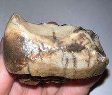 Load image into Gallery viewer, Super Rare Deinothere Large Fossil Molar Prodeinotherium 2.91 Inches