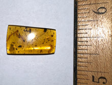 Load image into Gallery viewer, GEM Dinosaur age Burmite Fossil AMBER with rare HUGE CENTIPEDE! TESTED FOR AUTHENTICITY!!