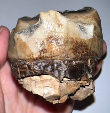 Load image into Gallery viewer, Super Rare Deinothere Large Fossil Molar Prodeinotherium 2.91 Inches