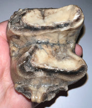 Load image into Gallery viewer, Super Rare Deinothere Large Fossil Molar Prodeinotherium 2.91 Inches
