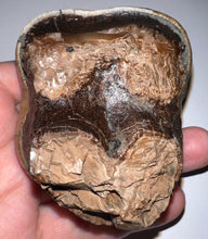 Load image into Gallery viewer, Super Rare Deinothere Large Fossil Molar Prodeinotherium 2.91 Inches