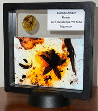 Load image into Gallery viewer, GEM QUALITY Dinosaur age Burmite AMBER with a Rare Five Petal FLOWER! TESTED FOR AUTHENTICITY!!
