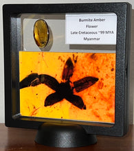 Load image into Gallery viewer, GEM QUALITY Dinosaur age Burmite AMBER with a Rare Five Petal FLOWER! TESTED FOR AUTHENTICITY!!