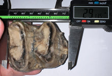 Load image into Gallery viewer, Super Rare Deinothere Large Fossil Molar Prodeinotherium 2.91 Inches