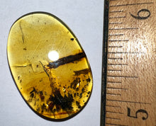Load image into Gallery viewer, GEM QUALITY Dinosaur age Burmite AMBER with a Rare Five Petal FLOWER! TESTED FOR AUTHENTICITY!!