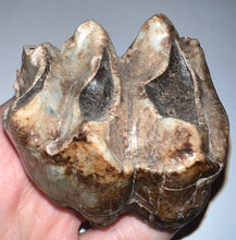 Load image into Gallery viewer, Super Rare Deinothere Huge Fossil Molar Prodeinotherium 3 Inches