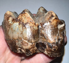 Load image into Gallery viewer, Super Rare Deinothere Huge Fossil Molar Prodeinotherium 3 Inches