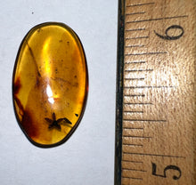 Load image into Gallery viewer, GEM QUALITY Dinosaur age Burmite AMBER with a Rare Five Petal FLOWER! TESTED FOR AUTHENTICITY!!
