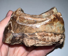 Load image into Gallery viewer, Super Rare Deinothere Huge Fossil Molar Prodeinotherium 3 Inches