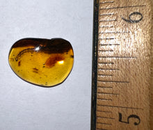 Load image into Gallery viewer, GEM QUALITY Dinosaur age Burmite AMBER with a Rare Algal "Flower" ELECTROPHYCUS! TESTED FOR AUTHENTICITY!!