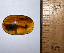 Load image into Gallery viewer, GEM QUALITY Dinosaur age Burmite AMBER with a Rare Algal "Flower" ELECTROPHYCUS! TESTED FOR AUTHENTICITY!!