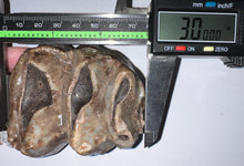 Load image into Gallery viewer, Super Rare Deinothere Huge Fossil Molar Prodeinotherium 3 Inches