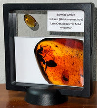 Load image into Gallery viewer, Dinosaur age Burmite Fossil AMBER with rare HELL ANT! TESTED FOR AUTHENTICITY!!