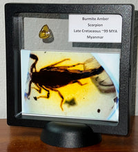 Load image into Gallery viewer, GEM Dinosaur age Burmite Fossil AMBER with a Rare Huge SCORPION! TESTED FOR AUTHENTICITY!!