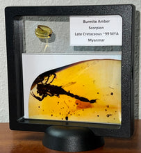 Load image into Gallery viewer, GEM Dinosaur age Burmite Fossil AMBER with a Rare Huge SCORPION! TESTED FOR AUTHENTICITY!!