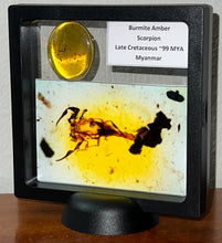 Load image into Gallery viewer, GEM Dinosaur age Burmite Fossil AMBER with a Rare SCORPION! TESTED FOR AUTHENTICITY!!