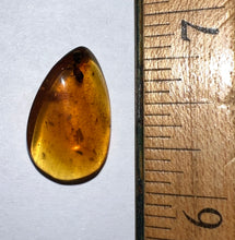 Load image into Gallery viewer, Dinosaur age Burmite Fossil AMBER with rare HELL ANT! TESTED FOR AUTHENTICITY!!