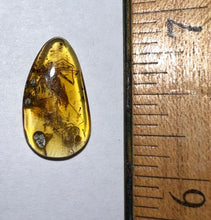 Load image into Gallery viewer, GEM Dinosaur age Burmite Fossil AMBER with super rare WHIP SPIDER! TESTED FOR AUTHENTICITY!!