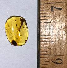 Load image into Gallery viewer, GEM Dinosaur age Burmite Fossil AMBER with a Rare Huge SCORPION! TESTED FOR AUTHENTICITY!!