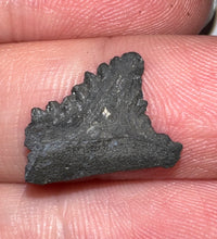Load image into Gallery viewer, Rare Edestus Fossil Scissor Shark Tooth .68 Inches Pre Dinosaur Shark Tooth!