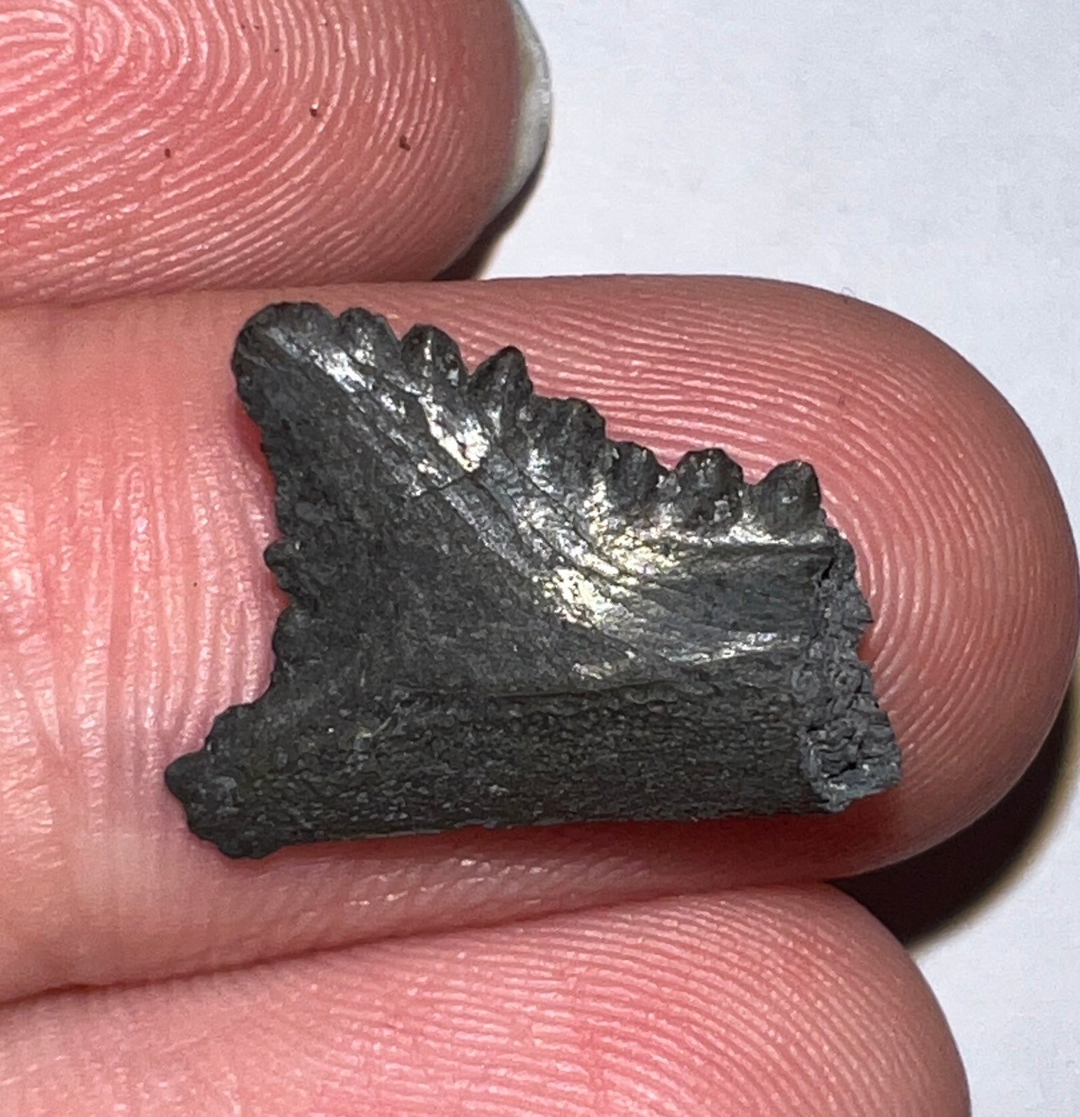 Edestus Fossil Scissor Shark Tooth for sale Inches – Jako's