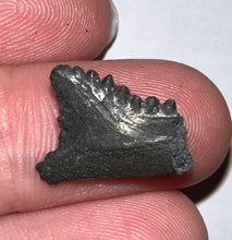 Load image into Gallery viewer, Rare Edestus Fossil Scissor Shark Tooth .68 Inches Pre Dinosaur Shark Tooth!