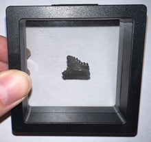 Load image into Gallery viewer, Rare Edestus Fossil Scissor Shark Tooth .68 Inches Pre Dinosaur Shark Tooth!