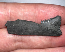 Load image into Gallery viewer, Rare Edestus Fossil Scissor Shark Tooth 1.52 Inches Pre Dinosaur Shark Tooth!