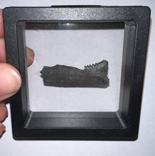 Load image into Gallery viewer, Rare Edestus Fossil Scissor Shark Tooth 1.52 Inches Pre Dinosaur Shark Tooth!