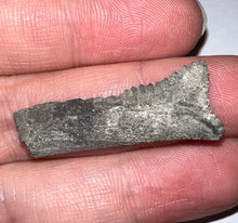 Load image into Gallery viewer, Rare Edestus Fossil Scissor Shark Tooth 1.4 Inches Pre Dinosaur Shark Tooth!