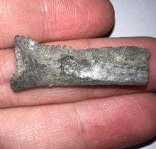 Load image into Gallery viewer, Rare Edestus Fossil Scissor Shark Tooth 1.4 Inches Pre Dinosaur Shark Tooth!