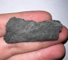 Load image into Gallery viewer, Rare Edestus Fossil Scissor Shark Tooth 1.73 Inches Pre Dinosaur Shark Tooth!