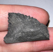 Load image into Gallery viewer, Rare Edestus Fossil Scissor Shark Tooth 1.14 Inches Pre Dinosaur Shark Tooth!