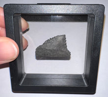Load image into Gallery viewer, Rare Edestus Fossil Scissor Shark Tooth 1.14 Inches Pre Dinosaur Shark Tooth!