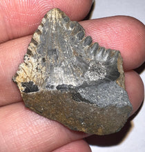 Load image into Gallery viewer, Rare Edestus Fossil Scissor Shark Tooth 1.28 Inches Pre Dinosaur Shark Tooth!