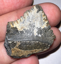 Load image into Gallery viewer, Rare Edestus Fossil Scissor Shark Tooth 1.28 Inches Pre Dinosaur Shark Tooth!