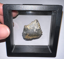 Load image into Gallery viewer, Rare Edestus Fossil Scissor Shark Tooth 1.28 Inches Pre Dinosaur Shark Tooth!