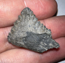 Load image into Gallery viewer, Rare Edestus Fossil Scissor Shark Tooth 1.16 Inches Pre Dinosaur Shark Tooth!