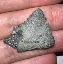 Load image into Gallery viewer, Rare Edestus Fossil Scissor Shark Tooth 1.16 Inches Pre Dinosaur Shark Tooth!