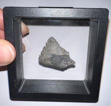Load image into Gallery viewer, Rare Edestus Fossil Scissor Shark Tooth 1.16 Inches Pre Dinosaur Shark Tooth!